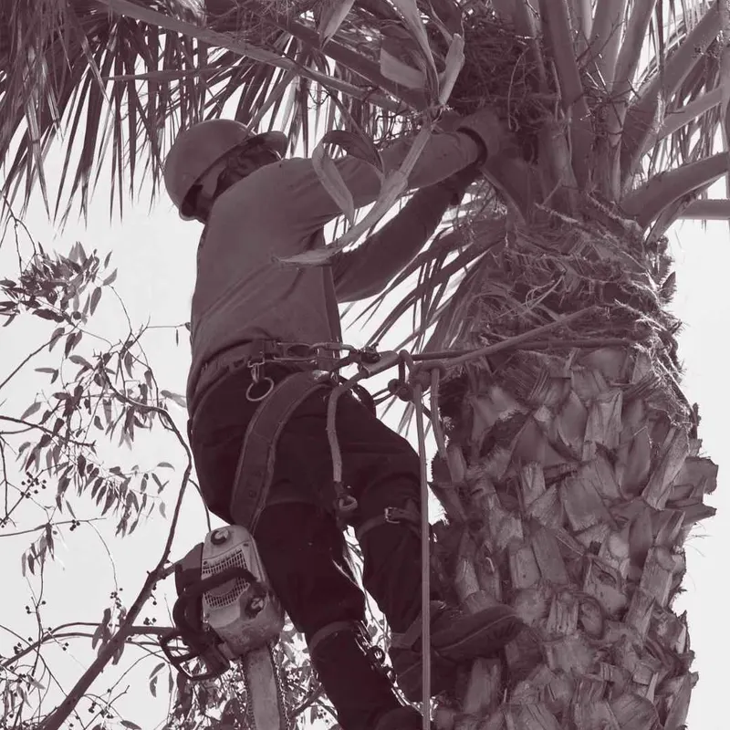 Palm Tree Removal by Root Branch 'N' All