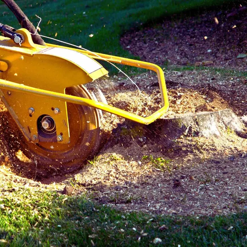 Stump grinder cutting a tree stump down below grade