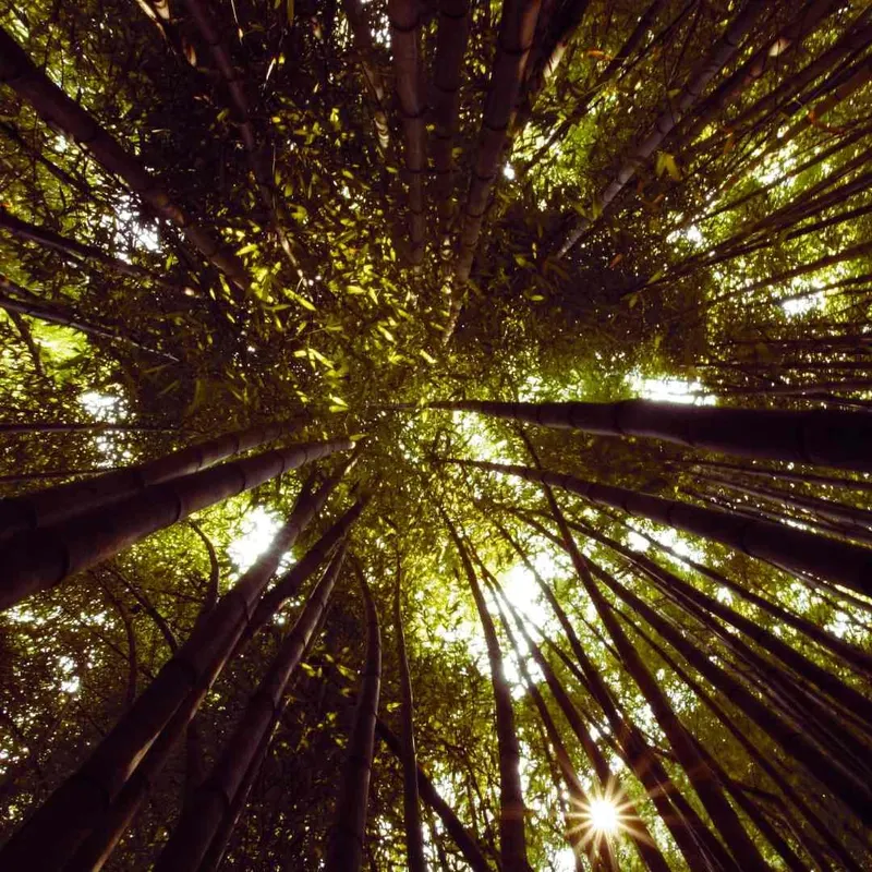 Looking up into a healthy, sunlit tree canopy