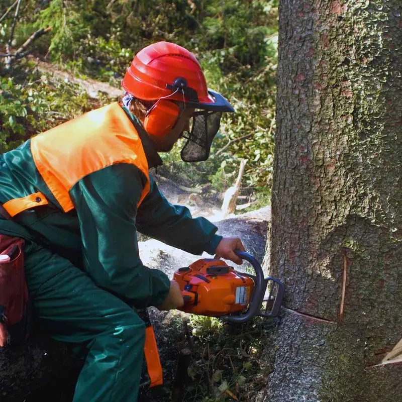 Tree Removal by Root Branch 'N' All