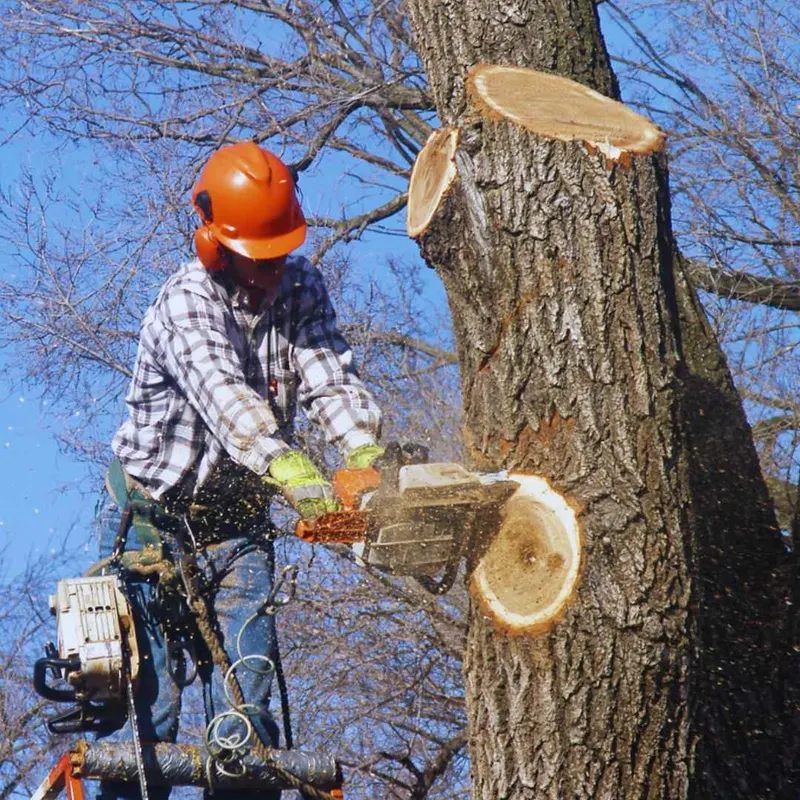 Tree Surgery by Root Branch 'N' All
