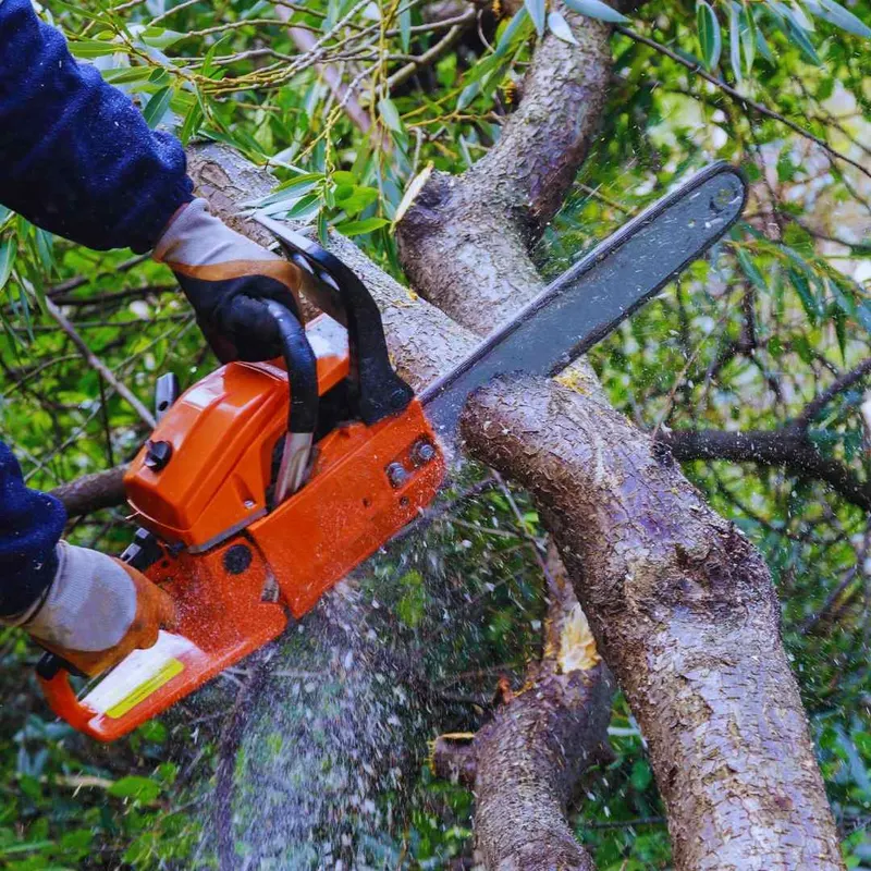 Tree Trimming & Pruning by Root Branch 'N' All