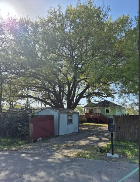 The same oak thinned and raised after professional trimming