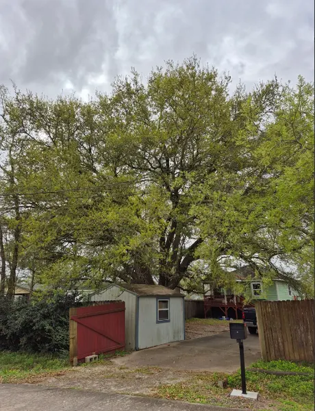Large oak hanging over a driveway and shed before trimming