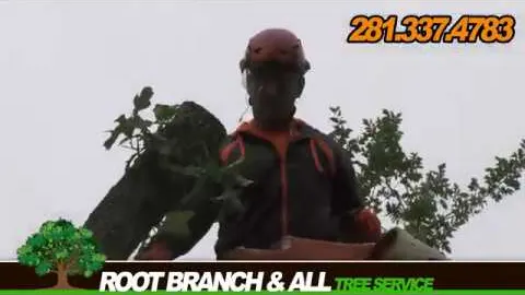 Root Branch 'N' All crew trimming a tree