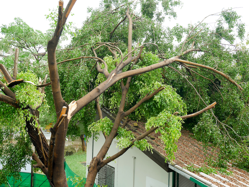 Protect your home from damage from fallen trees
