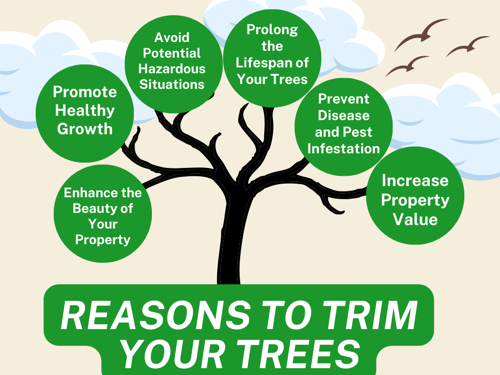 Reasons to have your trees professionally maintained 