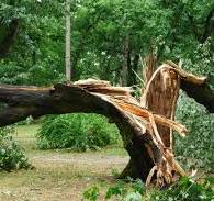 Tree with Storm Damage