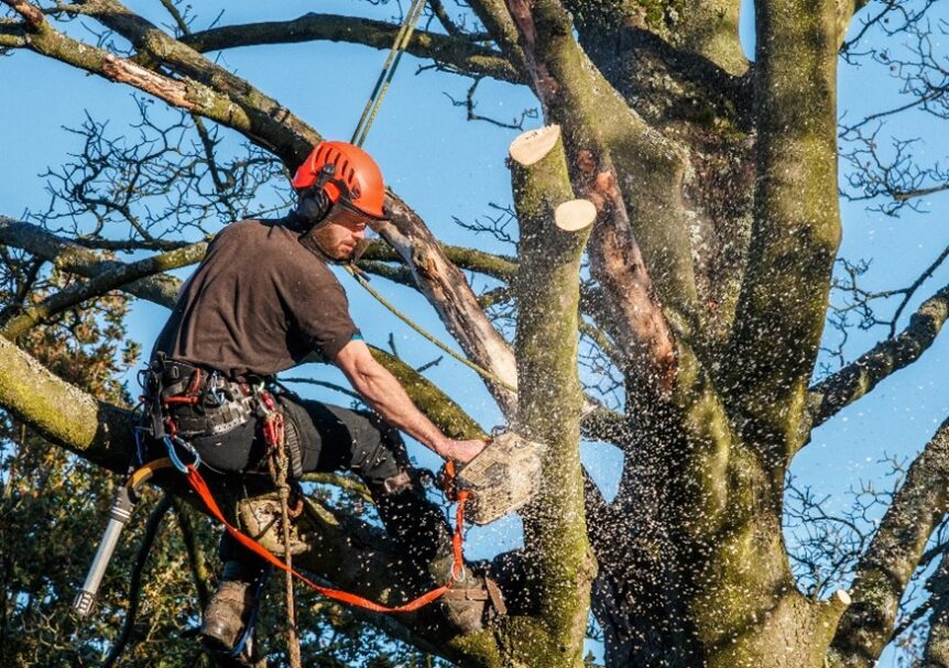 professional tree trimming